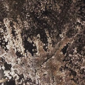 蚕糸の森公園　夜桜
