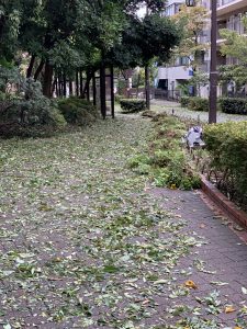 台風15号通過後の蚕糸の森公園
